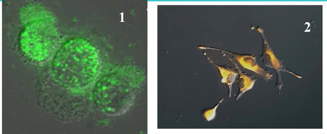 хімії Мікрофотографія, що ілюструє зв'язування інкапсульованихфлуоресцеїном полістирольних наночастинок,біофункціоналізованих альбуміном, з мишачими макрофагамиJ774.2 після 20 хвилин інкубації (1) і клітинами меланоми SK-MEL-28, міченими наночастинками LaPO4•Eu з полімерноюоболонкою (2) (біологічні дослідження, Інститут біологіїклітини НАН України)