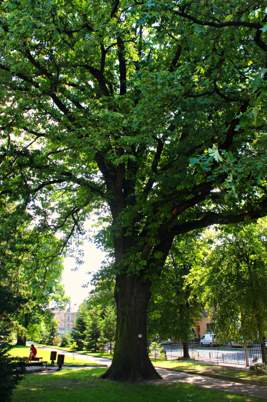 найстаріший дуб Політехніки