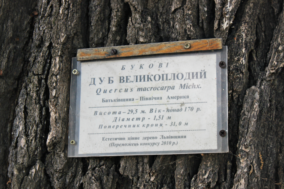 найстаріший дуб Політехніки