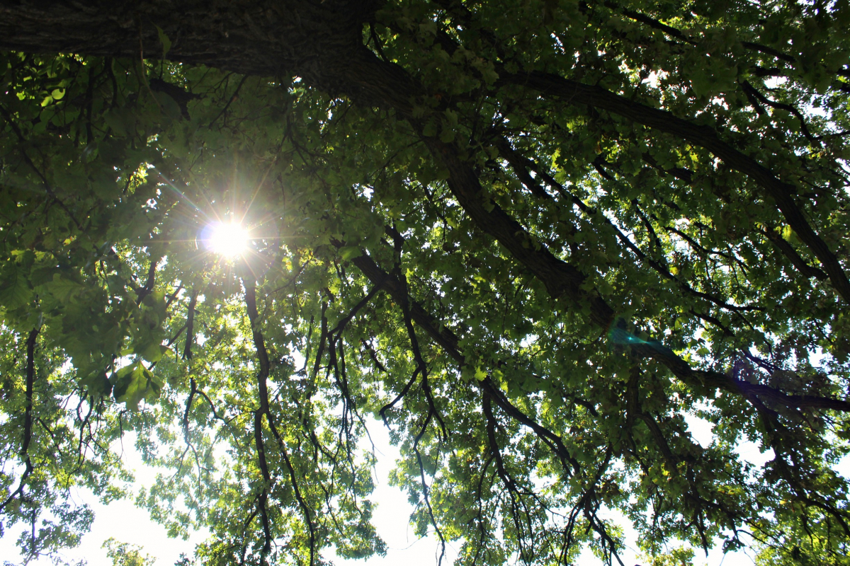 найстаріший дуб Політехніки