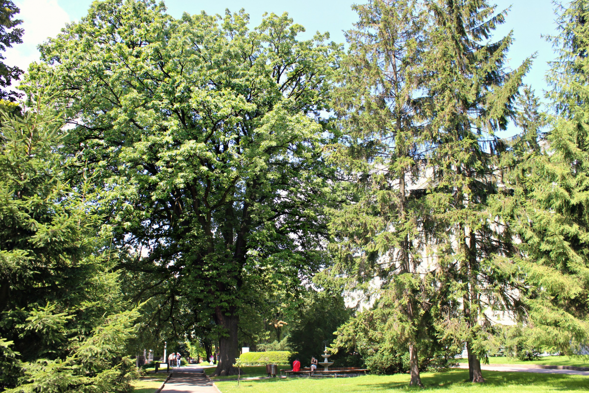 найстаріший дуб Політехніки