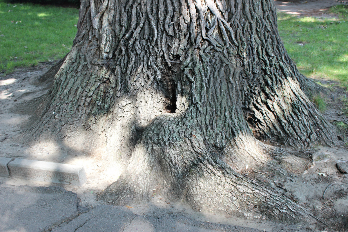 найстаріший дуб Політехніки