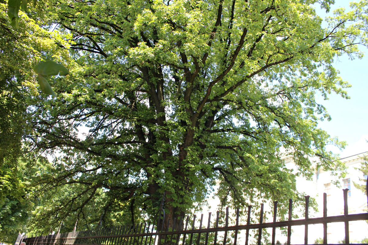 найстаріший дуб Політехніки