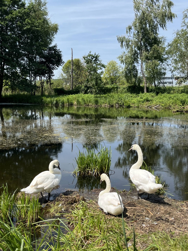 Літня школа