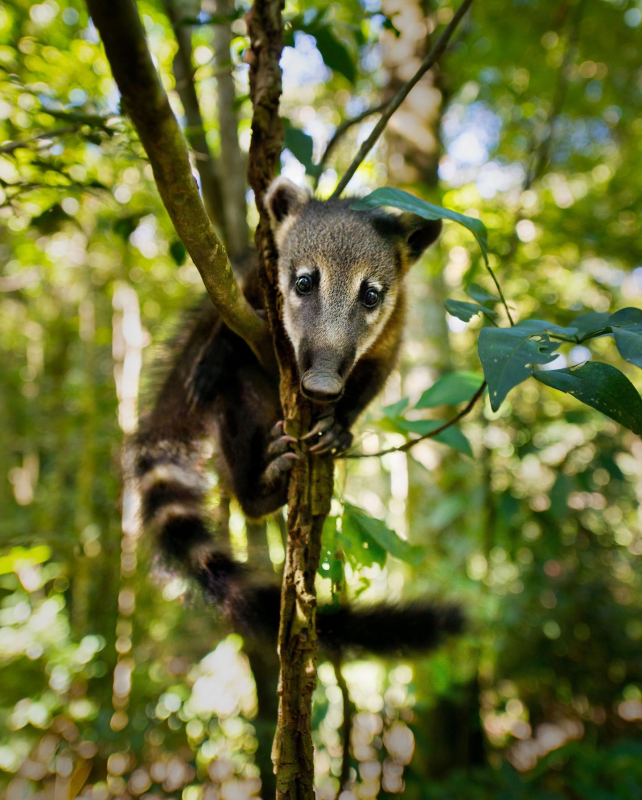 Робота Роксолани Баран